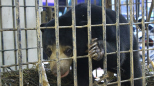 Ours ou humain d&eacute;guis&eacute;? Un zoo chinois forc&eacute; de d&eacute;mentir 