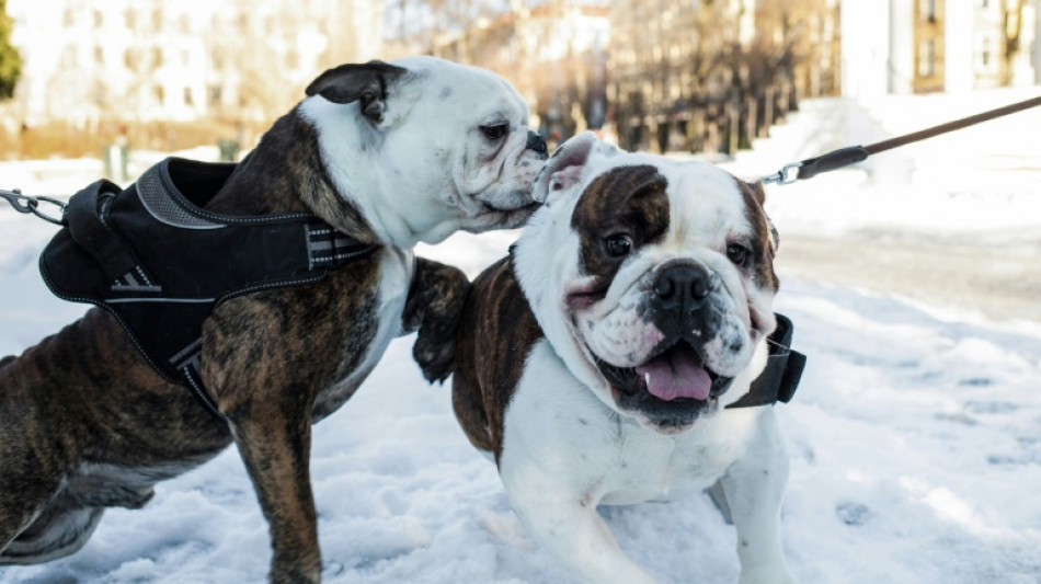 Halte &agrave; cette vie de chien: la Norv&egrave;ge interdit l'&eacute;levage de certaines races