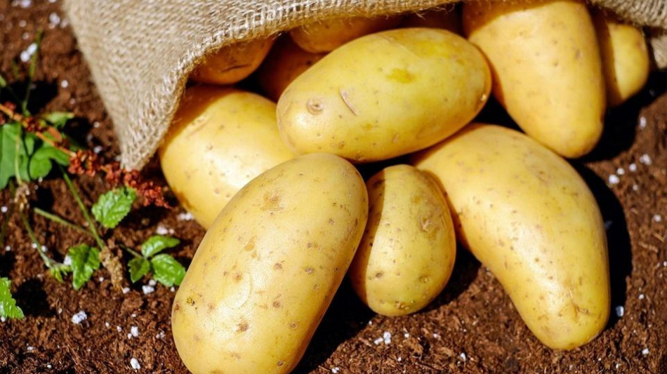 Le patate si sono evolute dai pomodori 9 milioni di anni fa