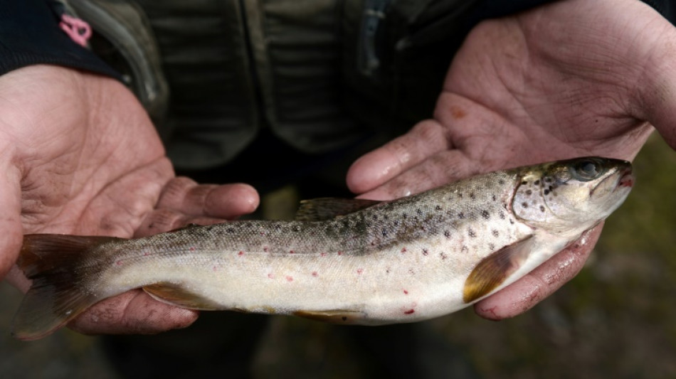 Comer un pescado de r&iacute;o en EEUU equivale a beber agua contaminada durante un mes, seg&uacute;n estudio