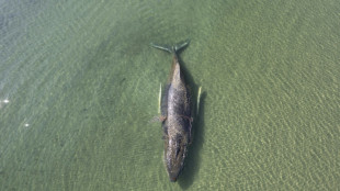 Beached whale frees itself from German coast