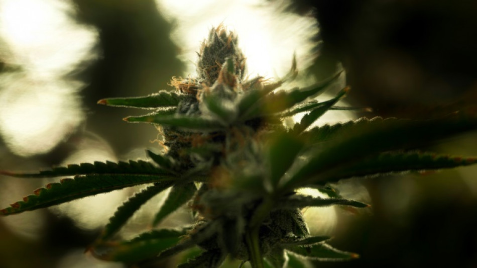 Bundesverfassungsgericht h&auml;lt an 30 Jahre alter Cannabis-Rechtsprechung fest