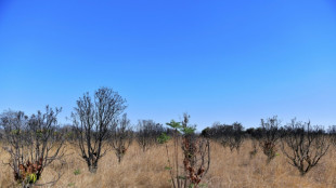 Le Zimbabwe redistribue des terres abandonn&eacute;es par les fermiers noirs