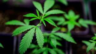 Sieben Festnahmen bei Aushebung von Cannabisplantagen in mehreren Bundesl&auml;ndern 