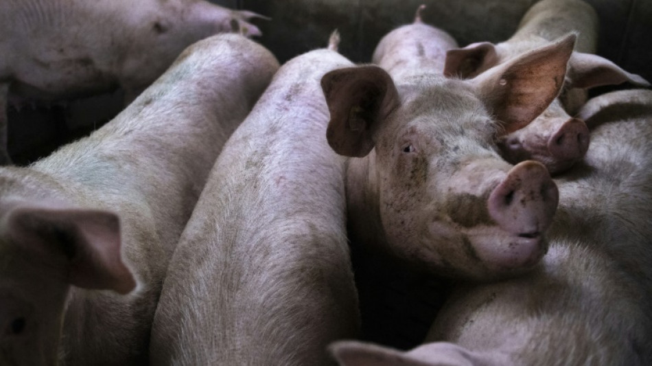 Bundesregierung fordert von EU sch&auml;rfere Auflagen f&uuml;r Tiertransporte 