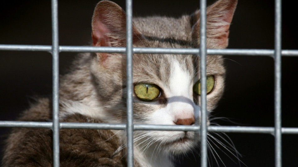 Hunde und Katzen: EU-Parlament beschlie&szlig;t Chip-Pflicht gegen illegalen Handel