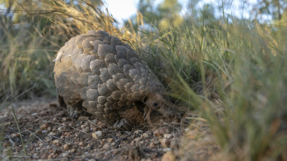 Afrique du Sud: l'h&ocirc;pital de la seconde chance pour les pangolins, victimes du braconnage