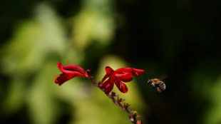 El cambio clim&aacute;tico afecta a los abejorros, seg&uacute;n un estudio brit&aacute;nico