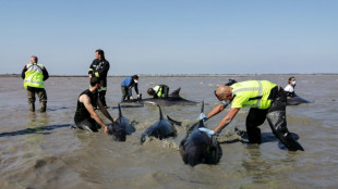 Vaste op&eacute;ration pour sauver un groupe de dauphins &eacute;chou&eacute; sur l'&icirc;le de R&eacute;