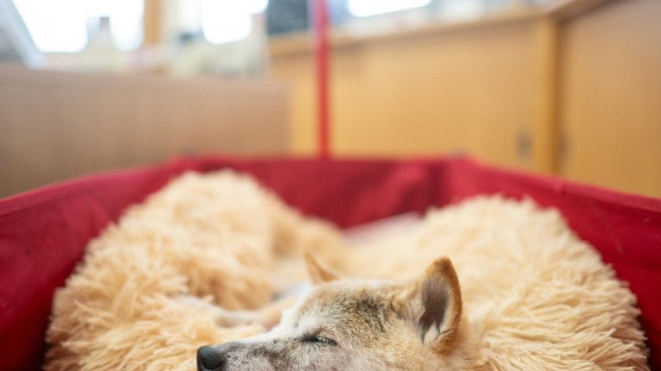 Le fabuleux destin de Kabosu, chienne star d'internet et embl&egrave;me du dogecoin