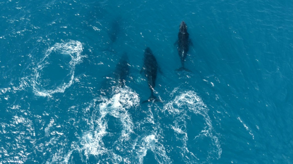 De leyenda a multitud, el regreso de las ballenas jorobadas a Brasil