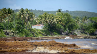 La Guadeloupe confrontée à une nouvelle arrivée massive de sargasses