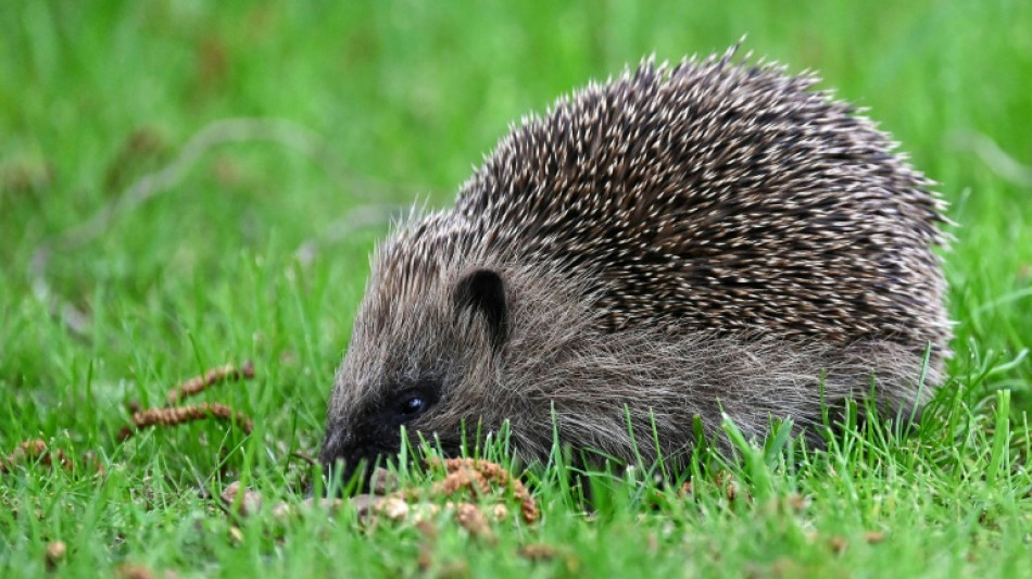 Unbekannte stellen in Baden-W&uuml;rttemberg Sack mit Igelfamilie vor Haust&uuml;r ab