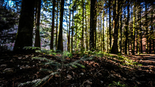 Il cambiamento climatico sta ridisegnando le foreste europee