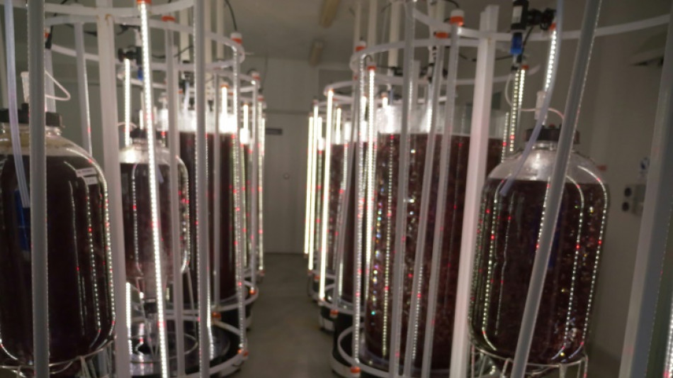 Una granja australiana apuesta por las algas para limitar el metano del ganado y luchar contra el cambio climático