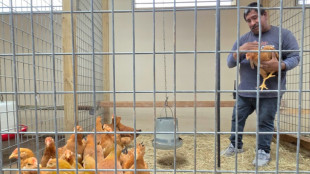 A falta de huevos, estadounidenses cr&iacute;an gallinas en casa para abastecerse