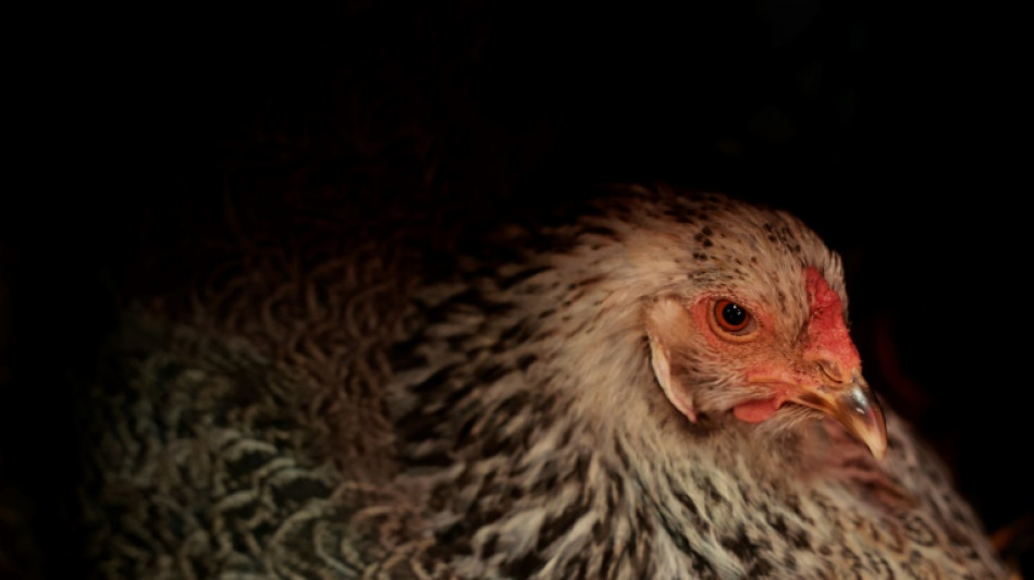 USA: le prix des œufs proche des records, propulsé par la grippe aviaire 