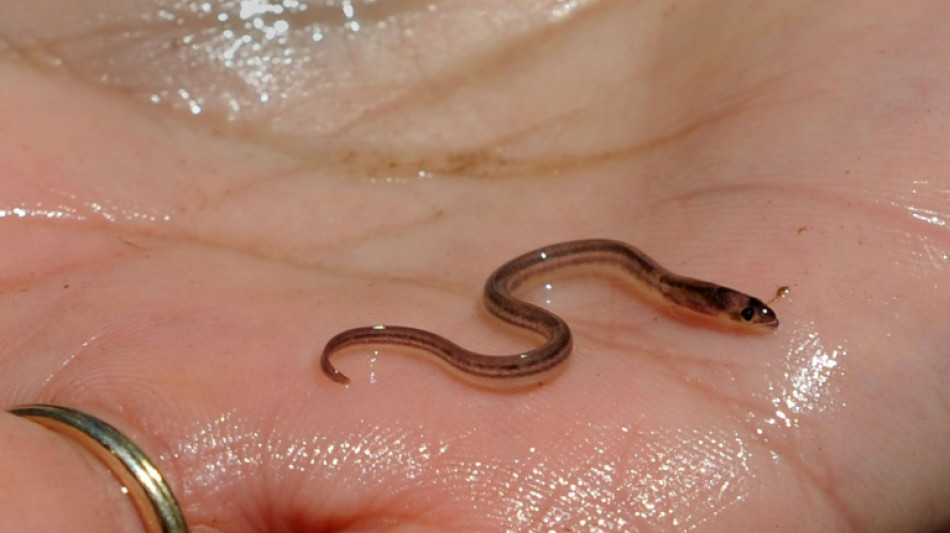 Les civelles en danger, un marché opaque qui profite aux gangs haïtiens