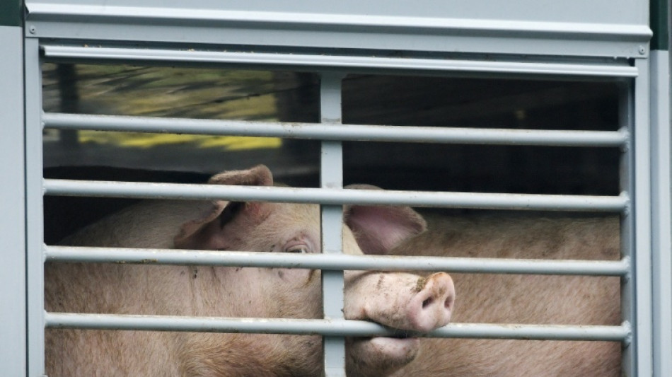 Ern&auml;hrung: Berater empfehlen Bundesregierung F&ouml;rderung pflanzlicher Alternativen
