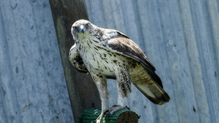 Una criadero de &aacute;guilas reintroduce una especie amenazada entre Francia y Espa&ntilde;a