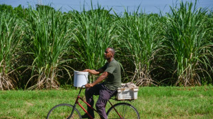 Falta de m&atilde;o de obra obriga empresa a&ccedil;ucareira a contratar presos em Cuba
