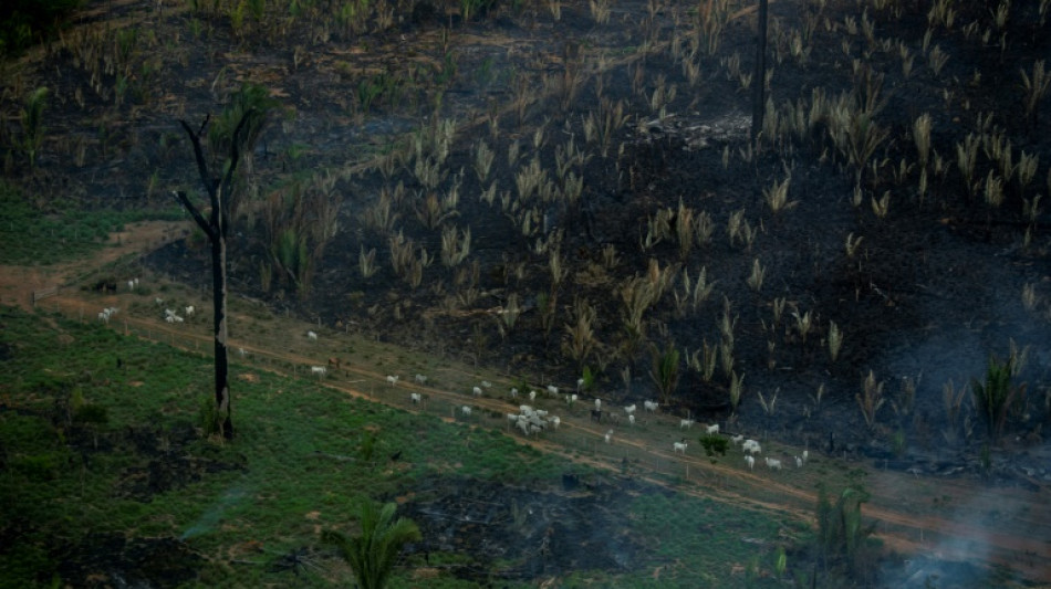 Diez campos de f&uacute;tbol de bosque tropical primario destruidos cada minuto en 2021