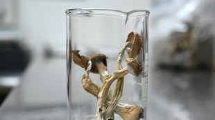 Oreg&oacute;n explora el poder de las setas m&aacute;gicas