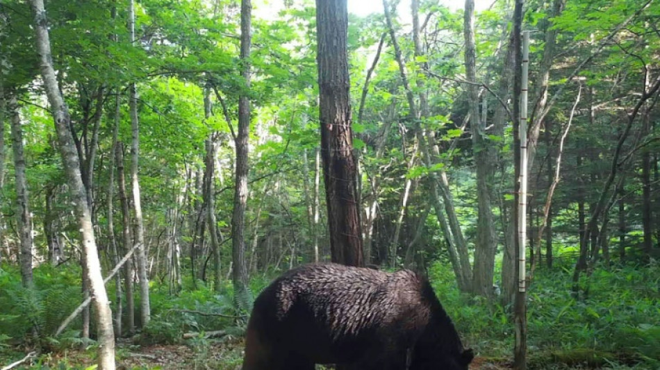 Japon: un ours brun "ninja" abattu apr&egrave;s quatre ans de traque