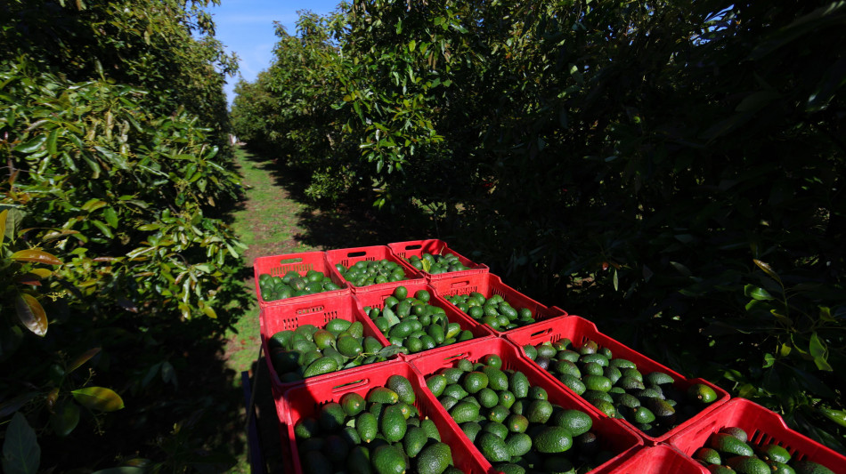 Messico, riparte l'export di avocado verso gli Stati Uniti