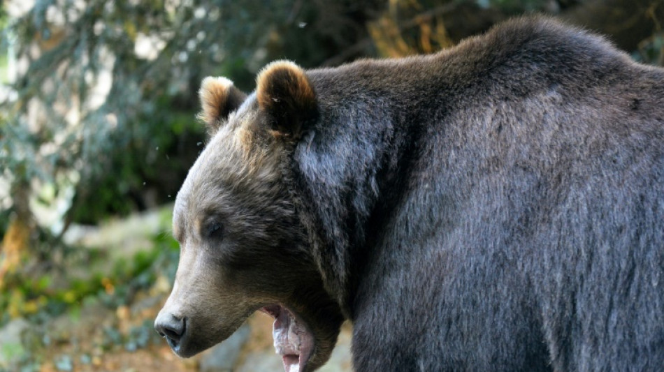 Ein Toter und eine Verletzte bei B&auml;r-Angriff in mongolischer Hauptstadt