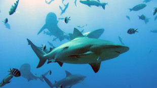 Aumentan los ataques de tiburones y muertes de personas, seg&uacute;n estudio
