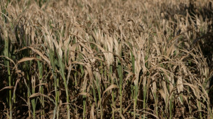 Canicules et s&eacute;cheresse : un &eacute;t&eacute; de pertes et de d&eacute;sespoir pour l'agriculture