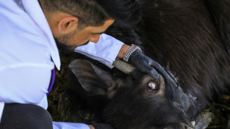 Doce personas murieron este a&ntilde;o en Irak debido a la fiebre del Congo