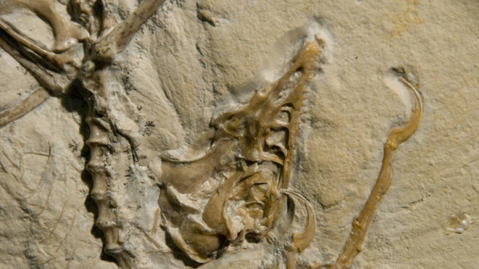 L'Archaeopt&eacute;ryx poss&eacute;dait des plumes essentielles au vol