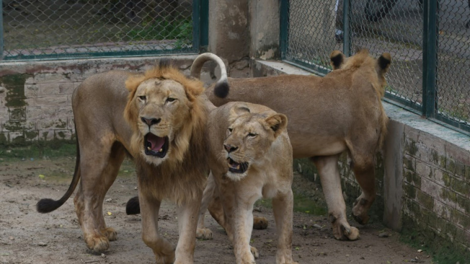 Zool&oacute;gico de Pakist&aacute;n cancela subasta de leones y planea expansi&oacute;n