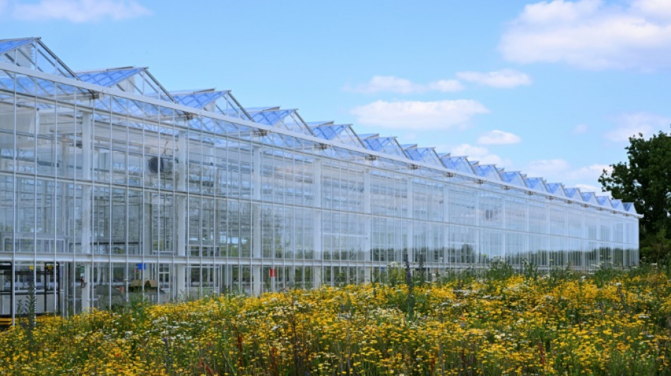 En Champagne, une serre "coffre-fort" pour prot&eacute;ger la racine des vignes du changement climatique