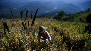 La Birmanie devient premier producteur mondial d'opium, d&ecirc;tronant l'Afghanistan