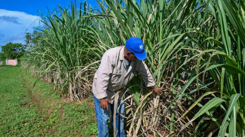 A Cuba, une coop&eacute;rative sucri&egrave;re se d&eacute;bat entre coupures d'&eacute;lectricit&eacute; et p&eacute;nuries
