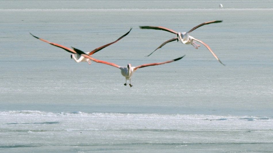 Dans le golfe du Lion, &eacute;tudier les oiseaux migrateurs face aux projets d'&eacute;oliennes