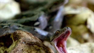 Australie: un gar&ccedil;on de cinq ans survit &agrave; l'attaque d'un python