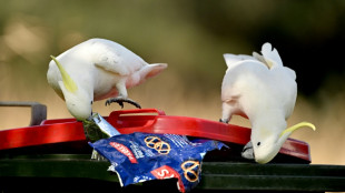 Australie: des cacato&egrave;s dans une "course &agrave; l'innovation" avec leurs voisins humains
