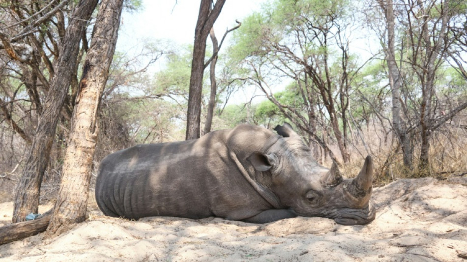 Rhinocéros, anguilles et requins au coeur d'une conférence sur la vie sauvage