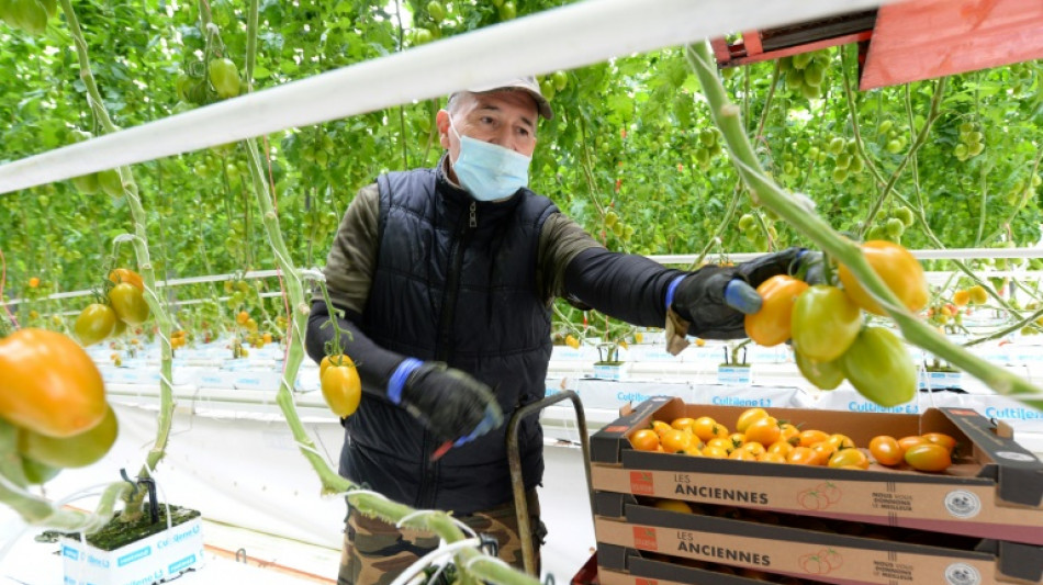 Guerre en Ukraine: coup de froid sur la tomate française