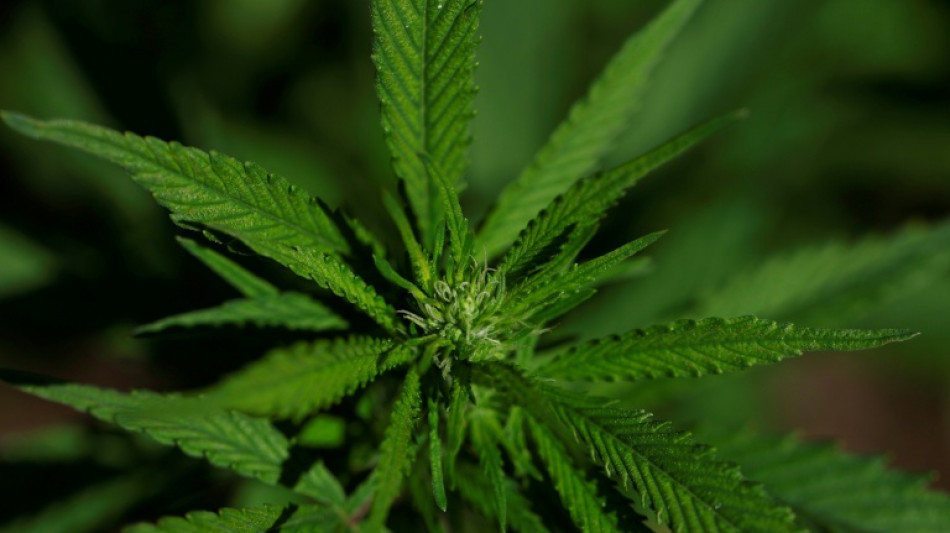 Cannabis extract relieves chronic back pain: high-quality trial