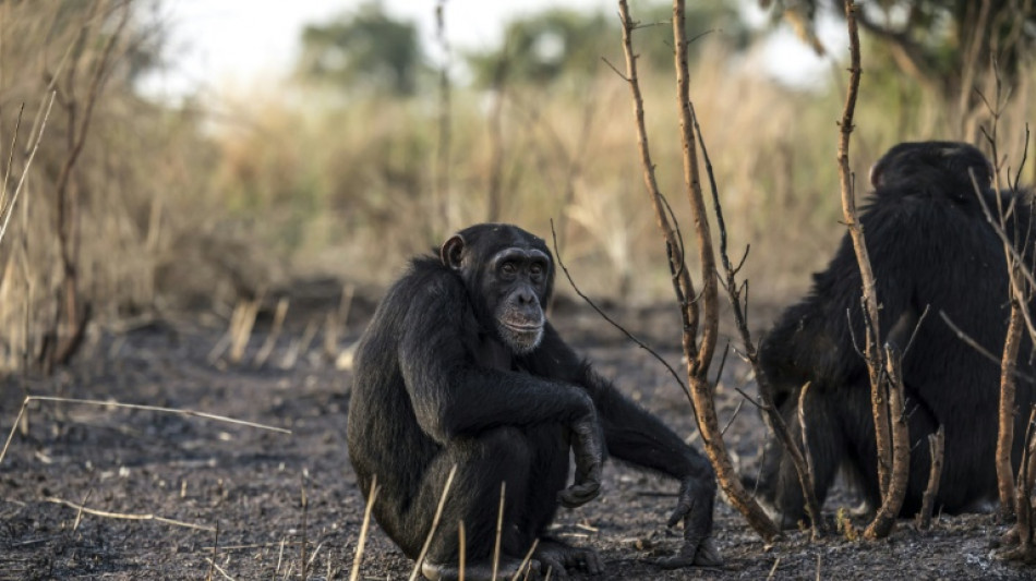 Au S&eacute;n&eacute;gal, de fascinants chimpanz&eacute;s des savanes et chasseurs &agrave; la lance