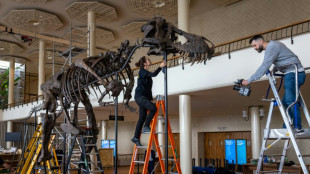 Una fundaci&oacute;n compra el esqueleto de un T-Rex y lo exhibir&aacute; en B&eacute;lgica