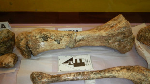 Hallan restos de tres mastodontes de m&aacute;s de 11 mil a&ntilde;os en los andes de Per&uacute;