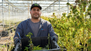 Em Nova York, produtores de cannabis s&atilde;o prejudicados por falhas na legisla&ccedil;&atilde;o