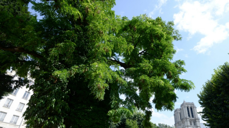 Frankfurt am Main muss Schadenersatz f&uuml;r von Baum besch&auml;digtes Auto zahlen