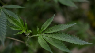 Zw&ouml;lf Cannabisauotmaten in drei Bundesl&auml;ndern geleert und beschlagnahmt
